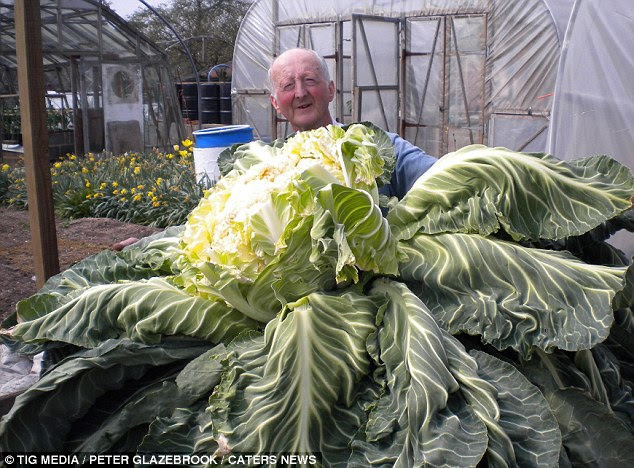 Colossal: Peter Glazebrook, 69, shows off his world-record cauliflower, which ways 60lb
