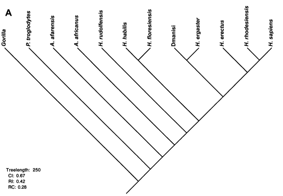 El árbol genealógico del análisis cladístico se le ocurrió