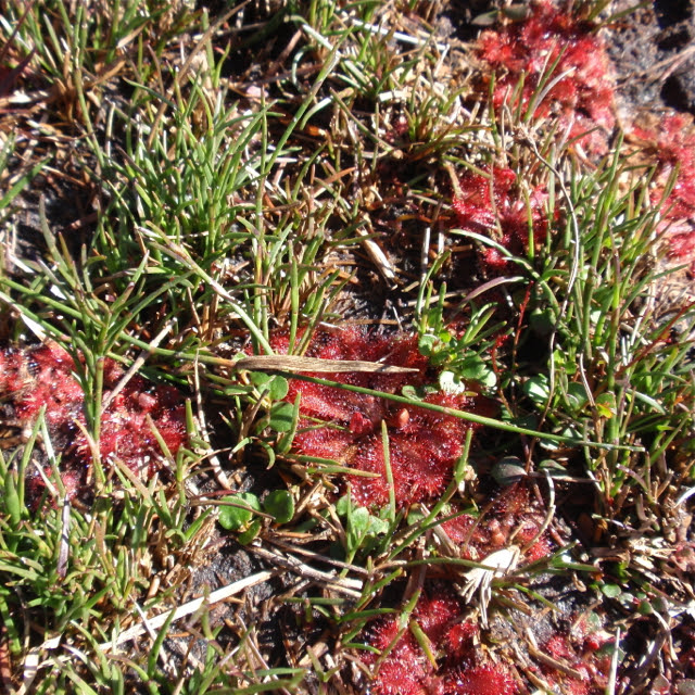Lennox Head carnivorous