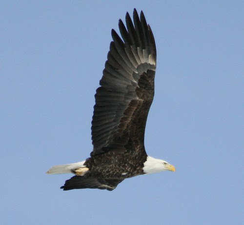 Bald Eagle on the Grand River (Explored!)