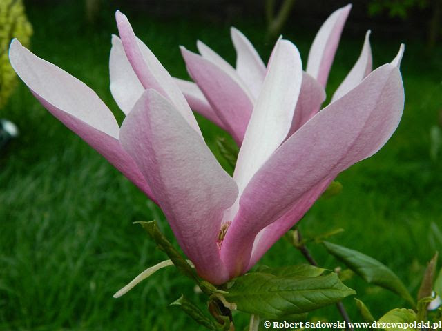 Magnolia Susan kwiat Magnolia Susan kwiaty