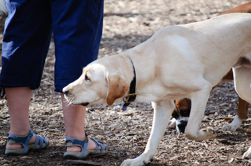 Bob walking around people and another dog at the park