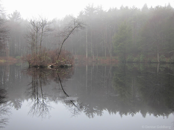 tree & reflections, in fog