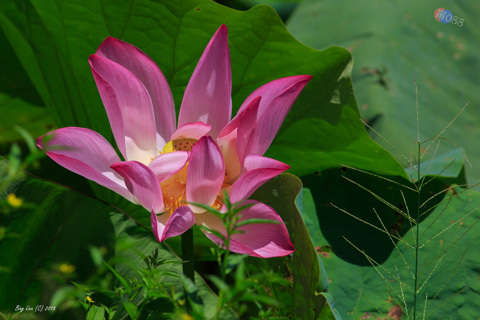 WATER_BING2720_LR