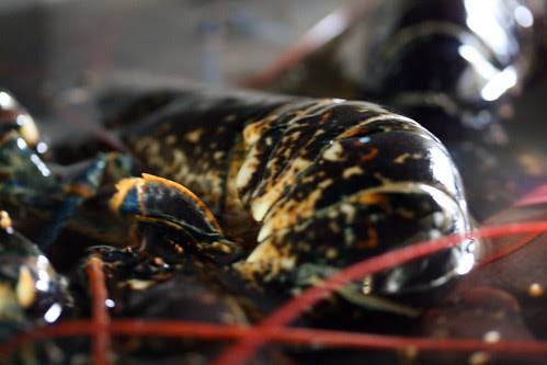 Lobster 2