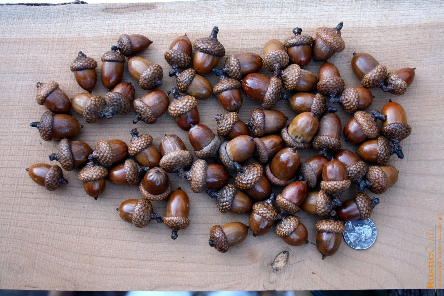 Large Acorns with affixed caps - Autumn decorations, DIY Rustic Wedding supplies - Autumn Wedding- Clean & dried- Over 1 or 2 Cups - rusticcraftdesign Large Acorns with affixed caps - Autumn decorations, DIY Rustic Wedding supplies - Autumn Wedding- Clean & dried- Over 1 or 2 Cups - rusticcraftdesign