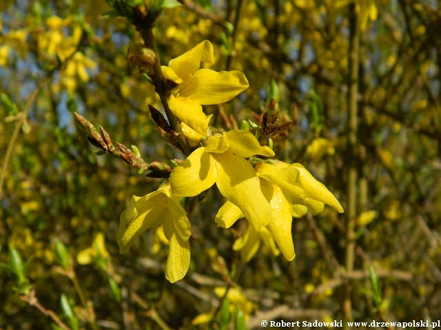 Forsycja pośrednia Forsycja pośrednia