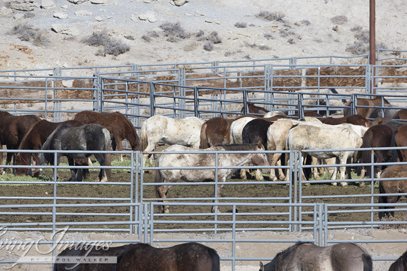 The crowded mare pens