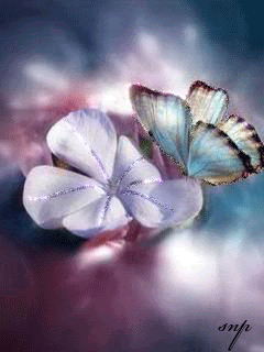 Бабочка на белом цветке.