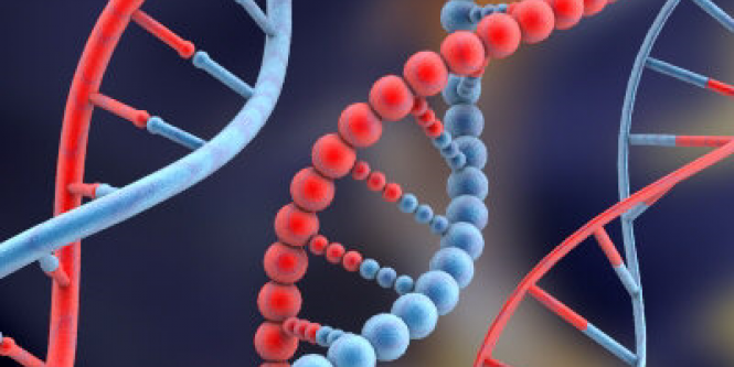 Que Es El Genoma Humano Y Sus Aplicaciones Aplican Compartida
