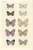 papillon 57