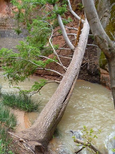 05.10.11 Kanarra Creek