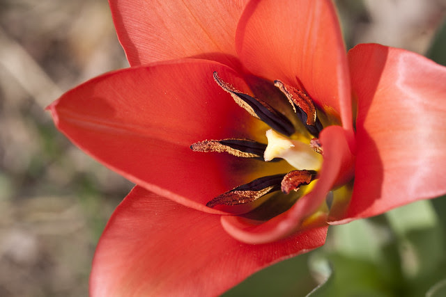 red tulip