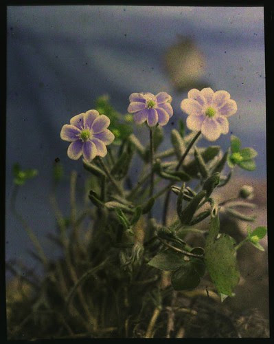 Plant with blue-violet flowers