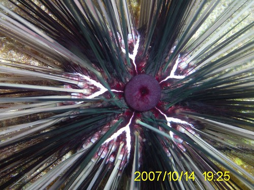 close up of spiny urchin