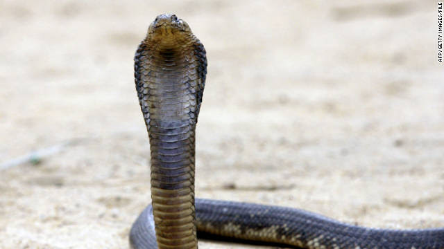 Snake charmer unleashes cobras in India office