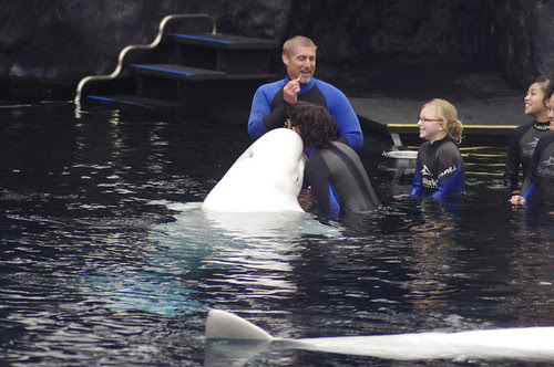white beluga whale with pentax k-x white and tamron 70-300mm f/4.0-5.6