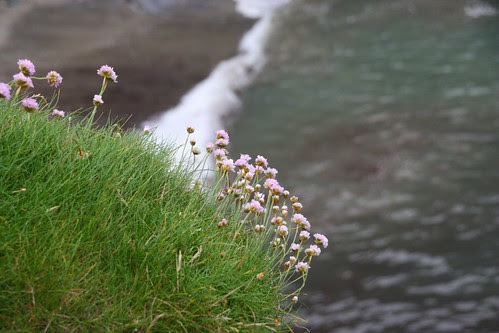 Thrift overlooking the sea at Tintagel