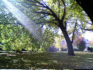 City Edge Park in Autumn, O'Connor, Canberra, Australia