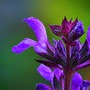 Salvia nemorosa Salvia nemorosa