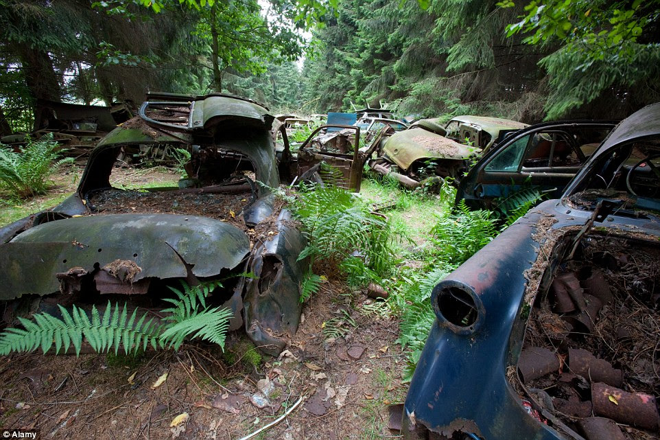 These rusted classic cars from the Sixties were dumped in a forest scrapyard in Chatillon, Belgium, and have never been cleared away. They are now home to the forest insects and creatures who are the only regular visitors