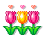 mini tulips