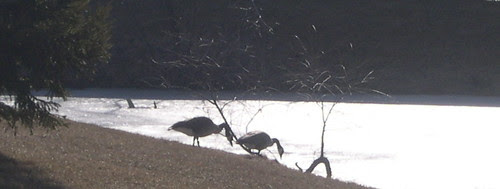 Geese and the Frozen Pond