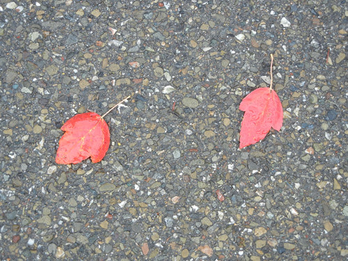 Red Leaves _ 8138