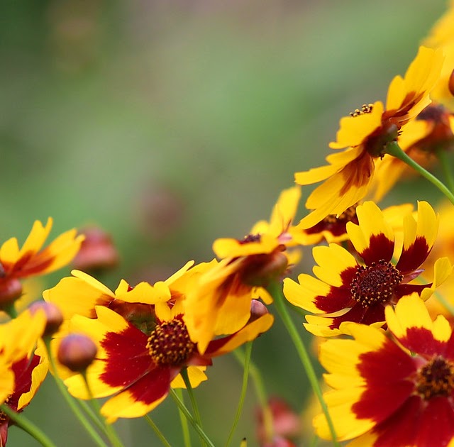 ハルシャギク キク科 ハルシャギク属 Coreopsis Tinctoria 木場公園