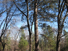 squirrel tree4