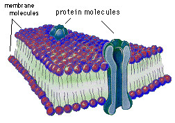 Model neuronové membrány s iontovým kanálem