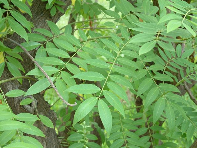http://hpb.narod.ru/adyar/cassia_spectabilis-leaves-1.jpg