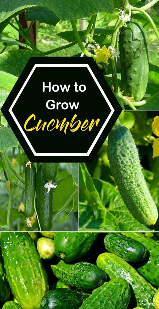 Growing Cucumber | How to grow cucumber in a container | Cucumber care - NatureBring