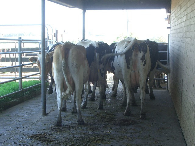 Cow in the shed - Yarra Valley
Dairy