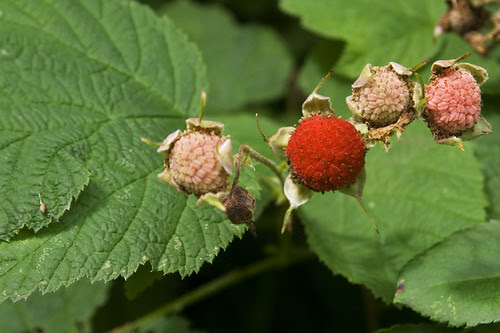 delicate thimbleberries