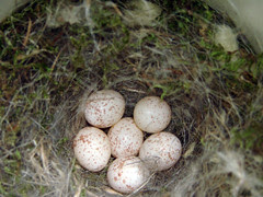 Black-capped Chickadee nest with six eggs