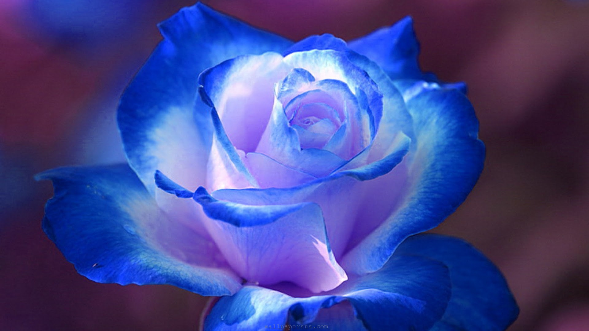 Blue Rose Wallpapers - Wallpaper, High Definition, High ...