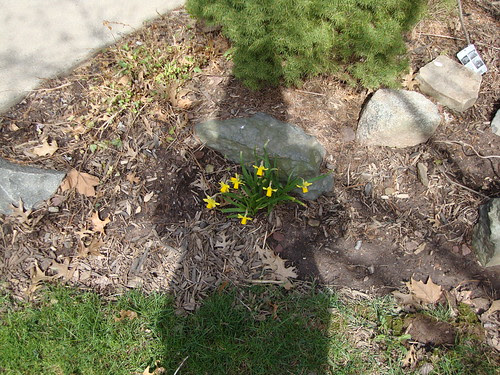 My shadow on my mini-daffodils
