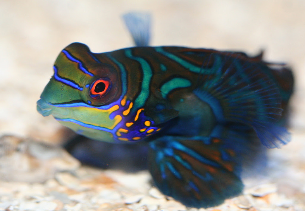 Рыбка мандаринка Mandarinfish 5 Рыбка мандаринка