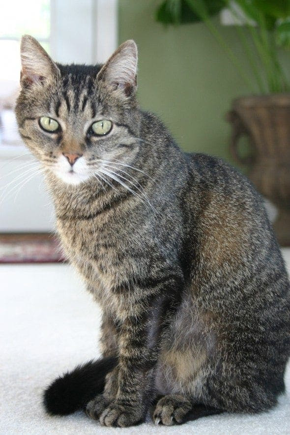 sitting tabby cat sitting tabby cat