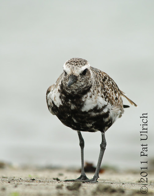 Black-bellied plover in Pillar Point Harbor by Pat Ulrich Wildlife Photography