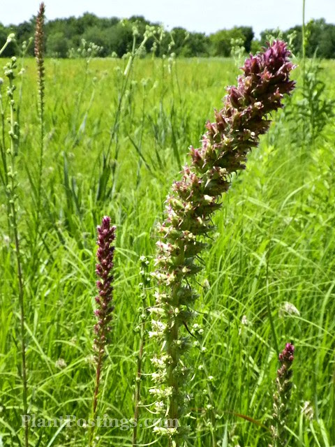 liatris