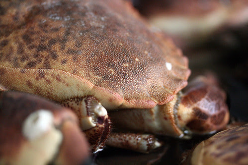 Crab shell close