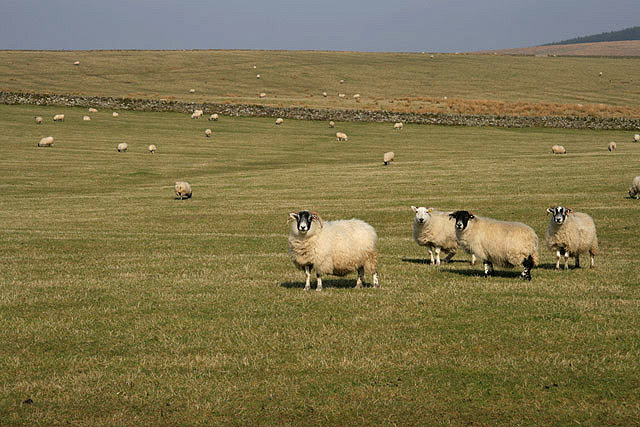 File:Sheep at Larriston Rig - geograph.org.uk - 1212844.jpg