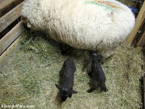 Lambing season begins with Eugenie and twins (2) - FarmgirlFare.com