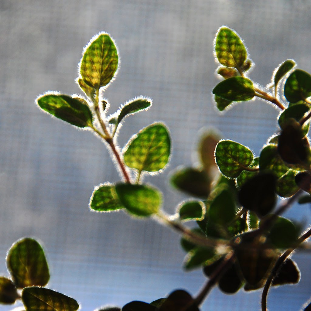 Green oregano leaves with shadows on them.