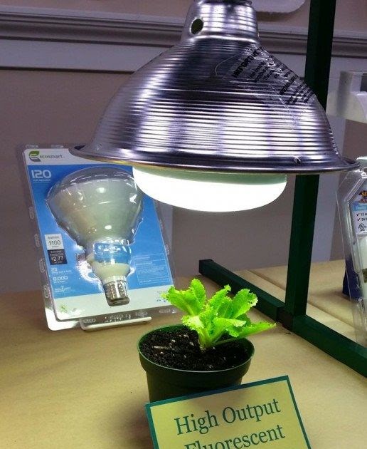 best fluorescent light for plants