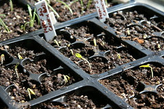 pepper seedlings