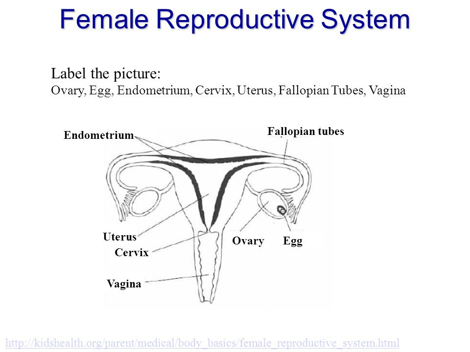 Wiring And Diagram Diagram Of Uterus With Labels 2822