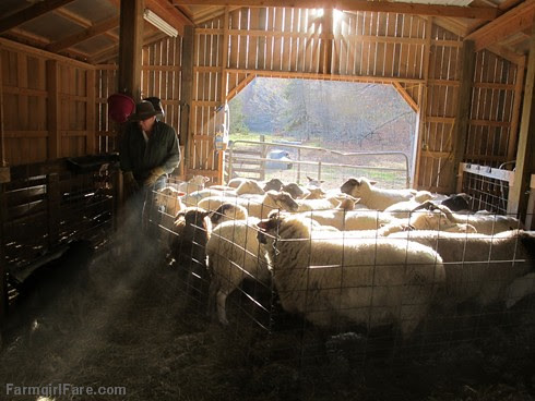 Sheep working Sunday afternoon (3) - FarmgirlFare.com